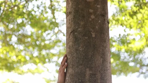 Tree with leaves bokeh background with light passing through Stock Footage 157880297