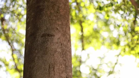 Tree with leaves bokeh background with light passing through Stock Footage 157880367