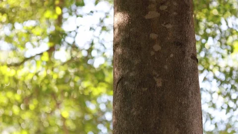 Tree with leaves bokeh background with light passing through Stock Footage 157880391