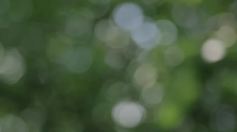 Tree Leaves Bokeh Vídeo Stock 47210758