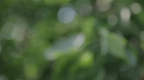 Tree Leaves Bokeh Slider Shot Stock Footage 47210816