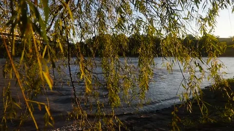 Tree Leaves &amp; Branches by a River with a Bridge 스톡 동영상 97537112