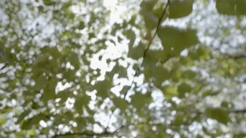 Tree leaves in the breeze Vídeos de archivo 113804587