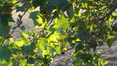 Tree leaves in the breeze Vídeos de archivo 156640397
