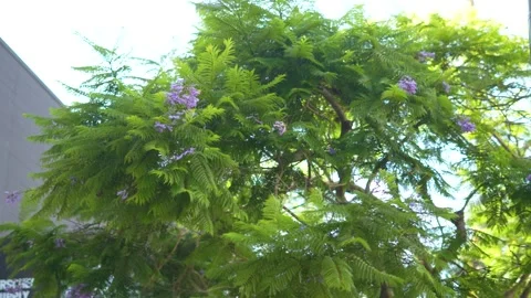 Tree Leaves in Breeze Stockbeeldmateriaal 283377739