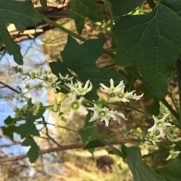 Tree Leaves Close Up 2 Stock Photos