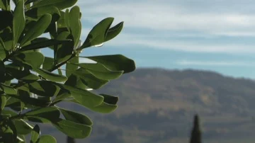 Tree Leaves Close Up Video stock 85569370