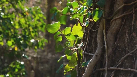 Tree leaves close-up. Stock Footage 196914548