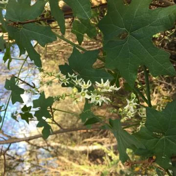 Tree Leaves Close Up Stock Photos