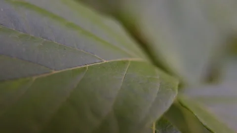 Tree Leaves Close Up | Slow Motion 120 Fps Video stock 198379741