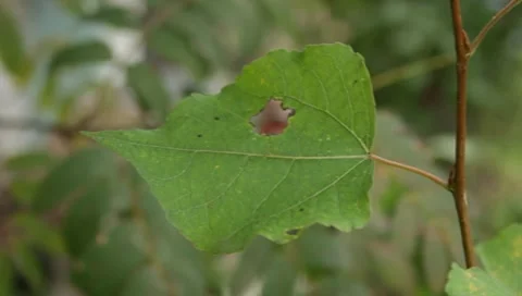 Tree leaves closeup Stock Footage 8652741