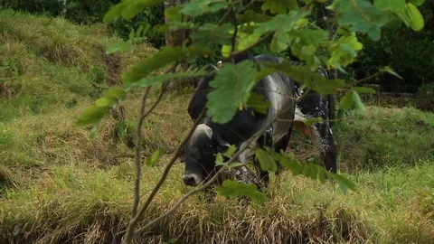 Tree Leaves with Cows in Background Stock Footage 109196850