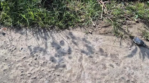 Tree leaves create shadows on concrete and grass Stock Footage 339976471