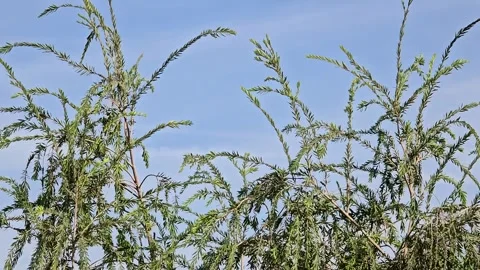 Tree Leaves Dancing in the Wind Stock Video Stock Footage 321095042