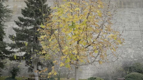 A tree with leaves drying in front of the wall Stock Footage 224935894
