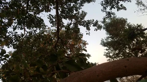 Tree leaves during windy sunset Stock Footage 83247248