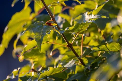 Tree leaves in the evening sun Stock Photos