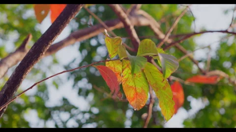 Tree Leaves with Fall Color Transition for Mindfulness &amp; Wellness Stock Footage 327524741