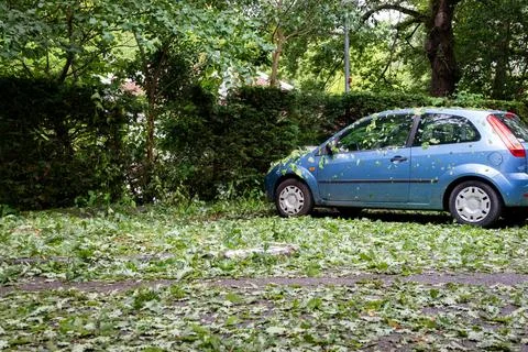Tree leaves falling to the ground in a car park Stock Photos