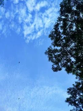 Tree leaves fly to the clouds Stock Photos