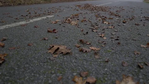 Tree leaves flying moto passing by road Stock Footage 80194513
