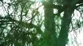 Tree Leaves Focus In Out 4k or 4k+ Resolution