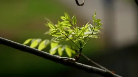 Tree Leaves Stock Footage 693824