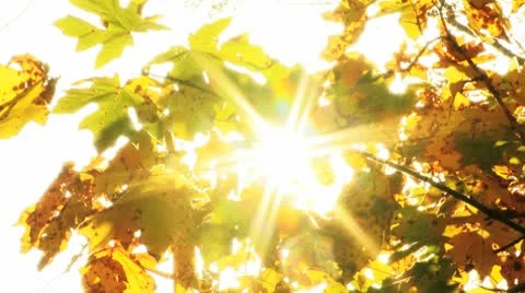 Tree leaves Stock Footage 8918601