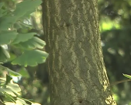 Tree  with leaves Stockbeeldmateriaal 10718029