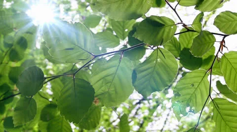 Tree leaves Stock Footage 25542448