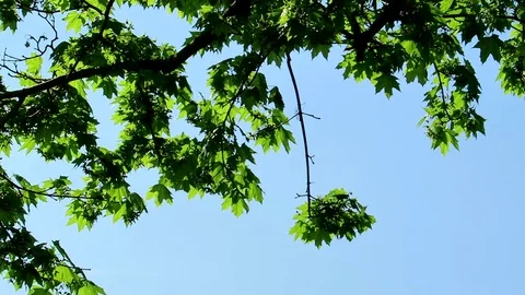 Tree leaves Stock Footage 75654792