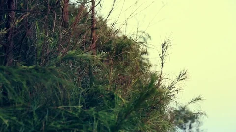 Tree Leaves Stock Footage 77054946