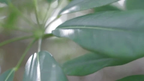 Tree Leaves Stock-Footage 79576639