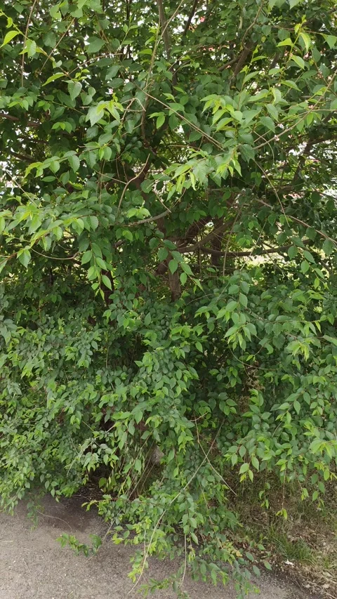 Tree leaves Stock Footage 131224806