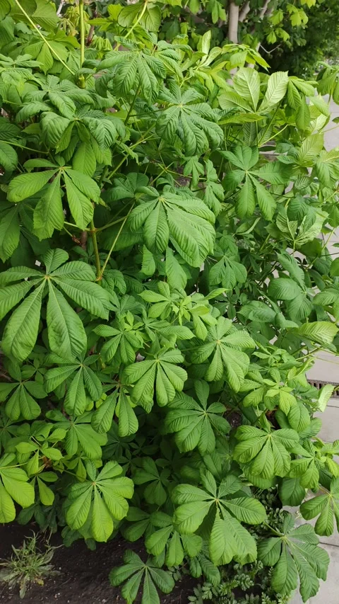 Tree leaves Stock Footage 131224826