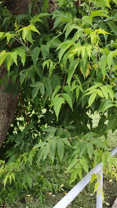 Tree leaves Stock Footage 132783937