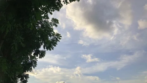 Tree leaves Stock-Footage 220760040