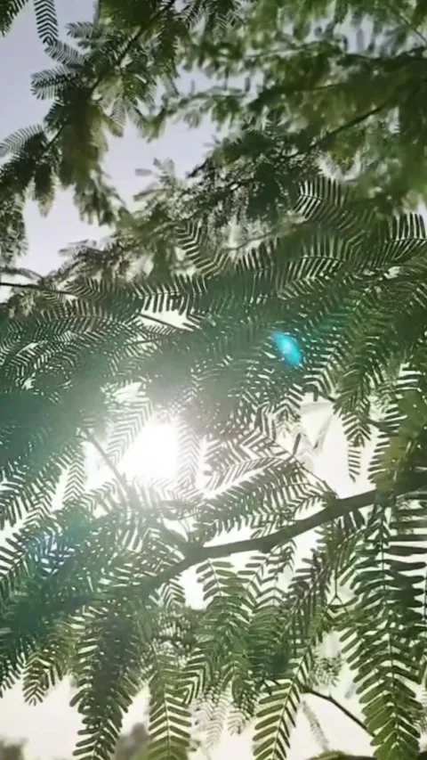 Tree leaves Stock-Footage 244113140