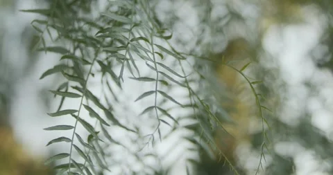 Tree leaves Stock Footage 247350378