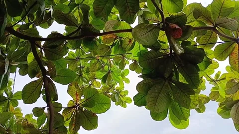 Tree Leaves Stock Footage 300587382