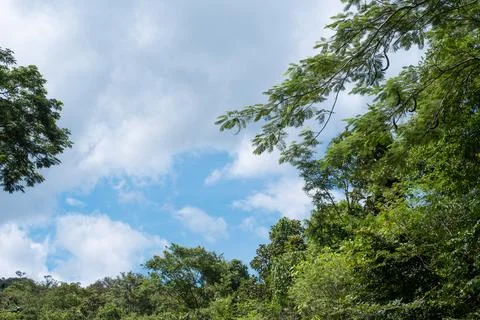 A tree with leaves is in the foreground and a cloud is in the background Stock Photos