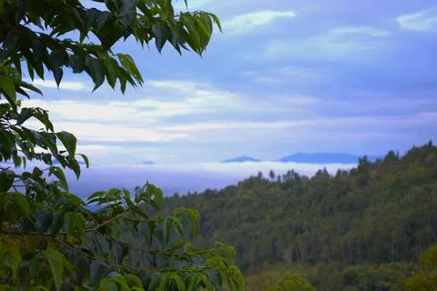 A tree with leaves is in the foreground of a mountain range Stock Photos