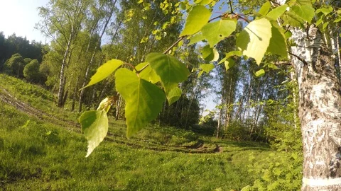 Tree leaves, forest and field Stock Footage 90463875