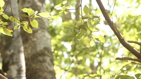 Tree leaves in a forest Stock Footage 98678738