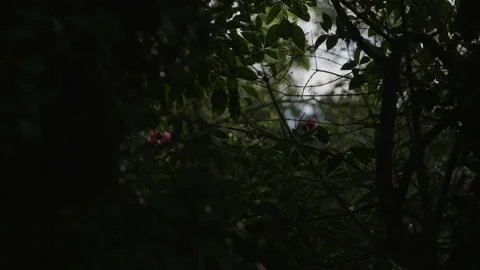 Tree leaves in a garden Stock-Footage 161086611