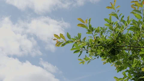 Tree leaves gently blowing in the wind Vídeo Stock 248872478