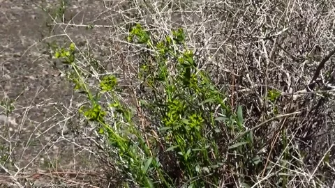 A tree with leaves gently swaying in the breeze set, stock footage. Stock Footage 304783645