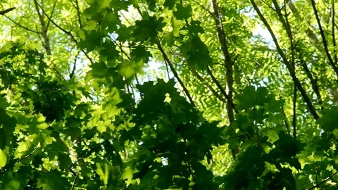 Tree leaves in a green spring forest. Stock Footage 77975810