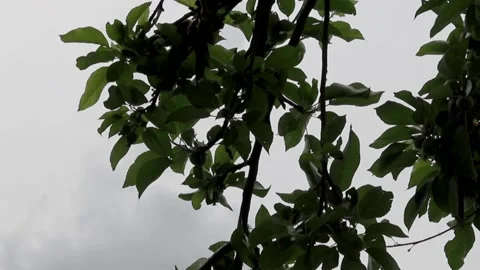 Tree leaves to ground level plants pythouse gardens wiltshire 스톡 동영상 137402837