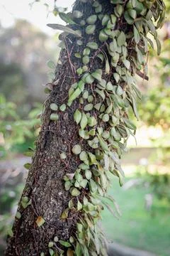 Tree with leaves growing on it Stock Photos